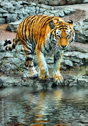 Large Bengal tiger walking