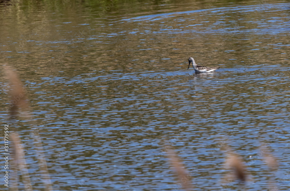 Bar-tailed Godwit (Limosa lapponica)