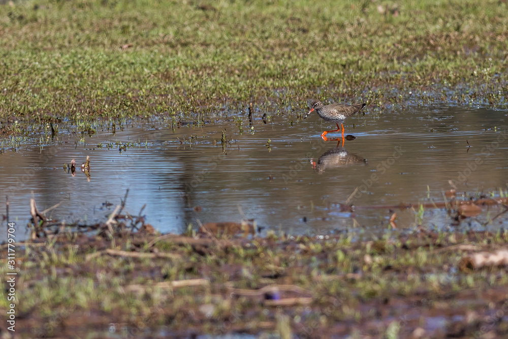 Common Redshank (Tringa totanus)