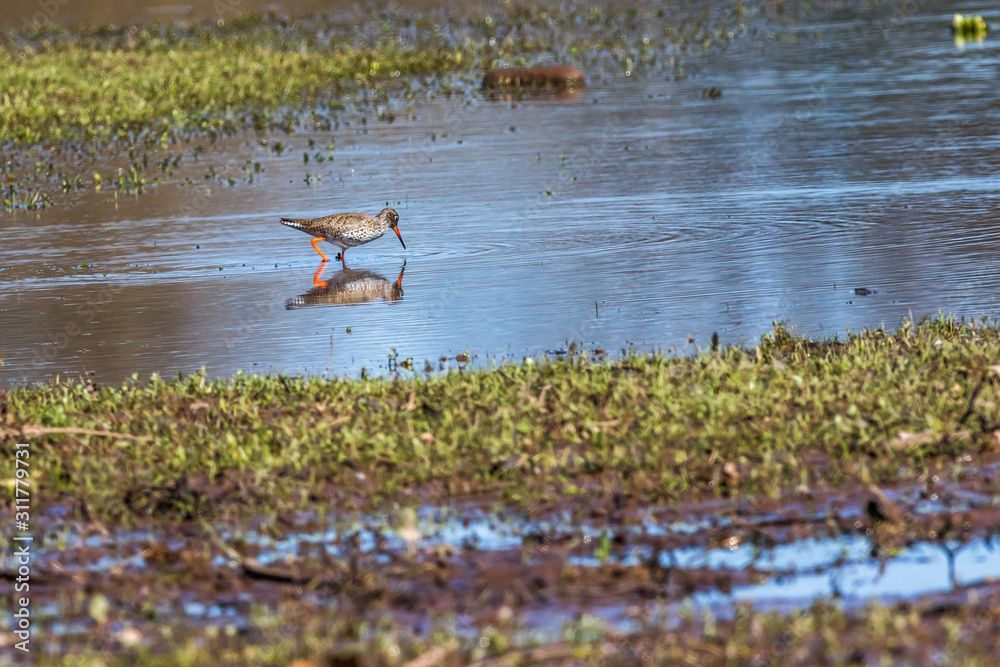 Common Redshank (Tringa totanus)
