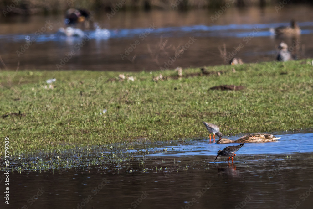 Common Redshank (Tringa totanus)