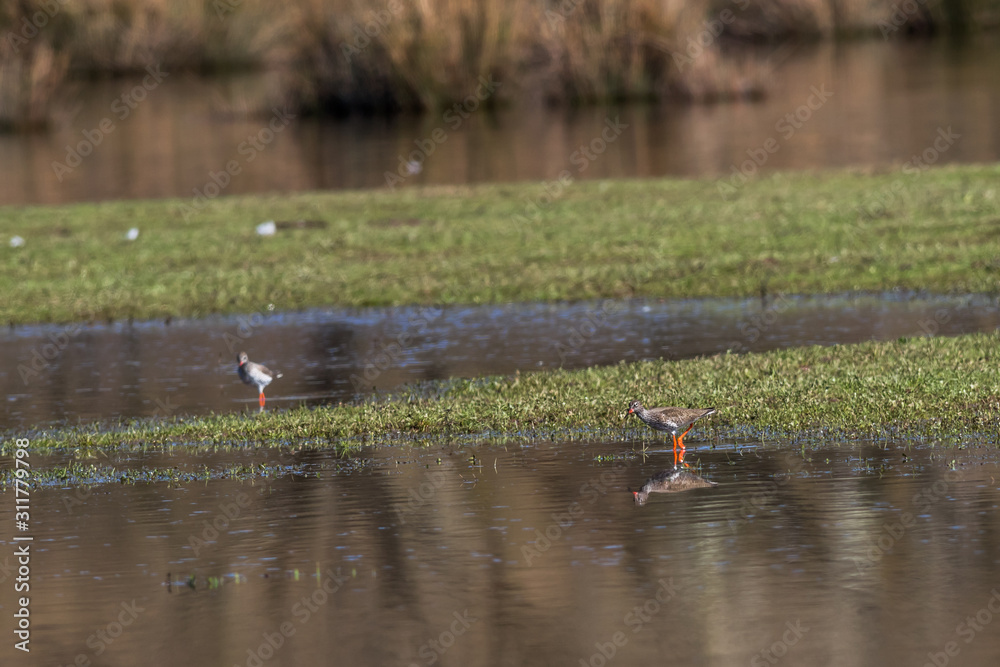 Common Redshank (Tringa totanus)
