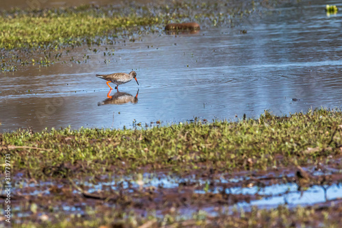 Obraz na płótnie Common Redshank (Tringa totanus) w salonie