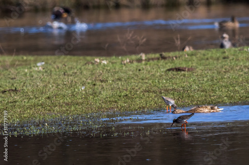 Obraz na płótnie Common Redshank (Tringa totanus) w salonie