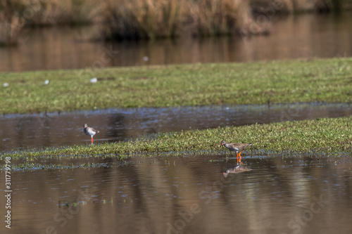 Obraz na płótnie Common Redshank (Tringa totanus) w salonie