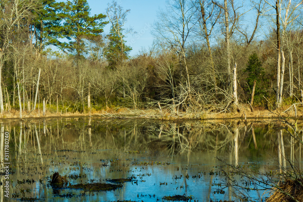 Obraz premium Bare trees reflected in a wetland pond.