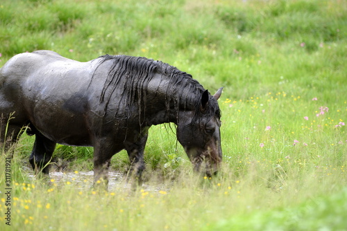 Pferdewellnes. Sch  nes Pferd steht im wasserloch