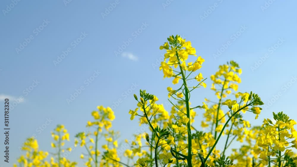 Colorful field of blooming rapes Colorful field of blooming rapes