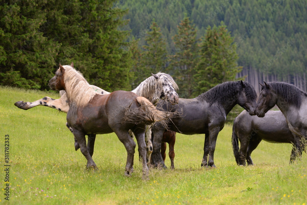 Schwehre Jungs . Kaltbluthengste auf der Wiese