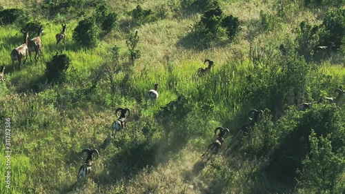 Mouflons. Small mountain sheep jumping between trees, drone shooting