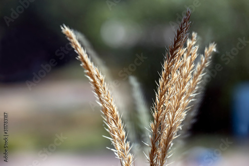 Photography ears of wheat, sweden, sverige, stockholm