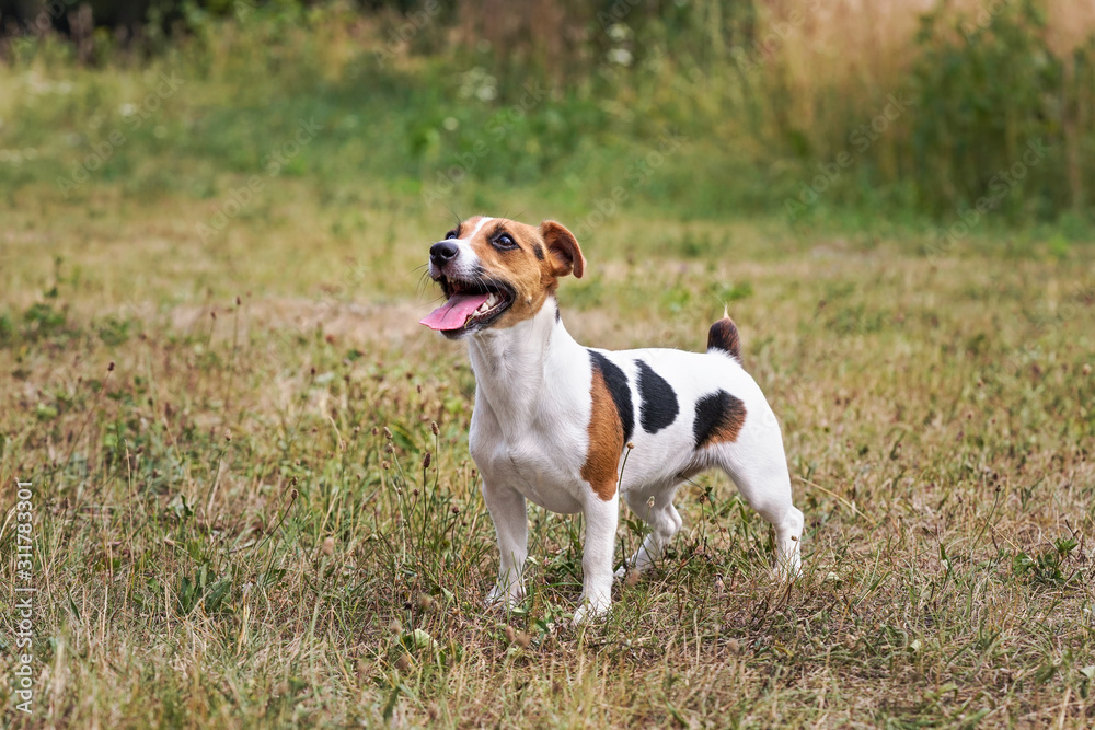 Small Jack Russell dog standing on meadow, her tongue out, looking up, waiting for toy to be thrown for her