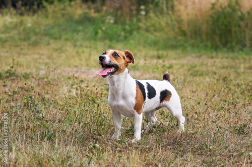 Small Jack Russell dog standing on meadow, her tongue out, looking up, waiting for toy to be thrown for her © Lubo Ivanko