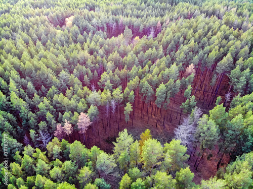 Top view pine forest taken by drone