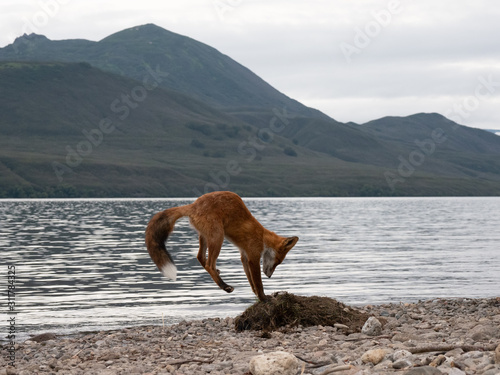 Fox