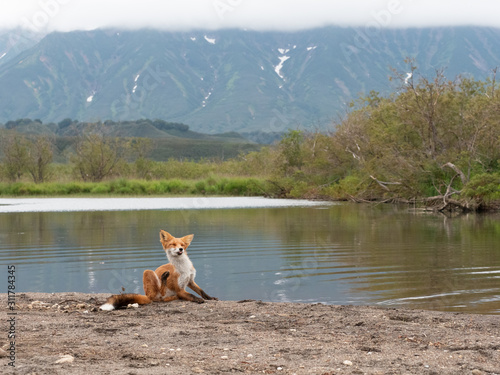 Fox