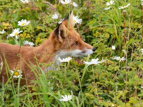 Fox