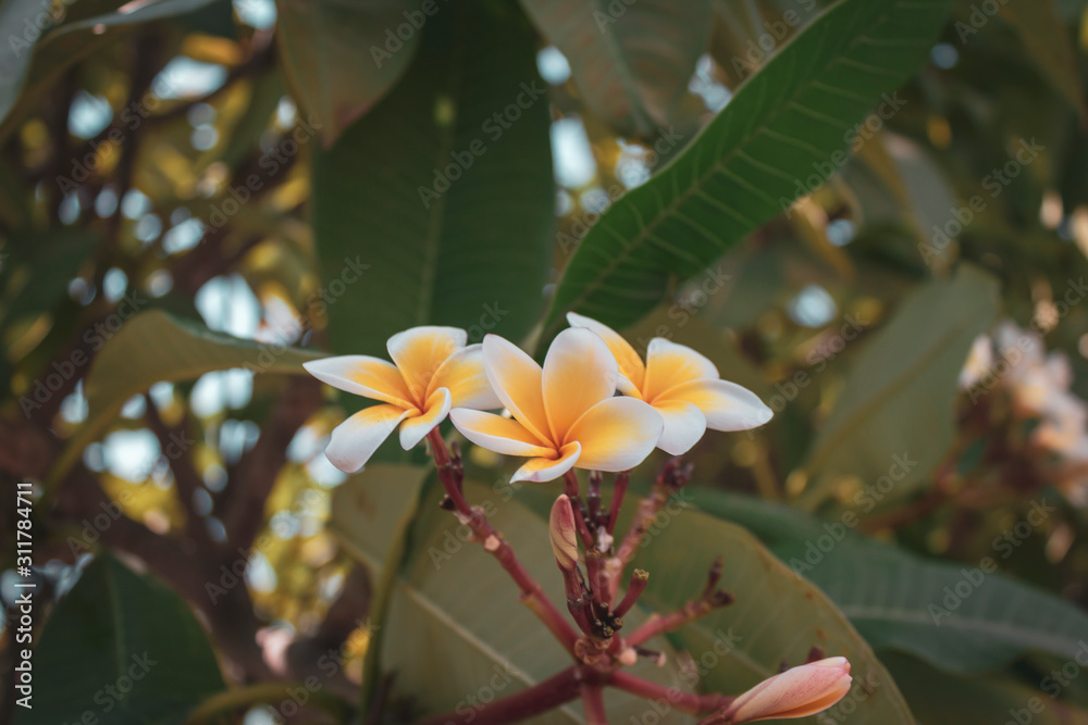 Frangipani flowers on a background of branches Frangipani flowers on a background of branches