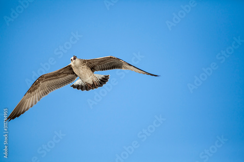 seagull flying in the blue sky over the sea