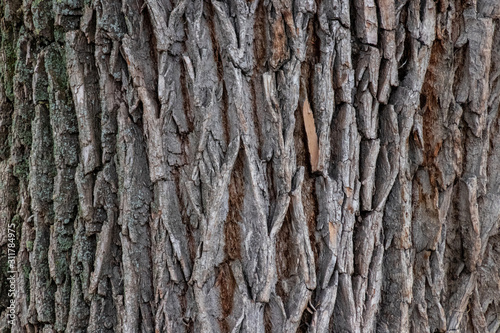 A nice weathered bark of a tree - closeup pattern