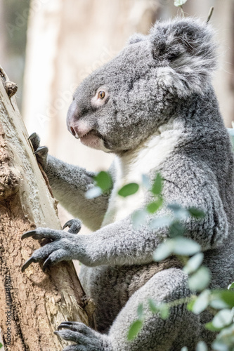 Fototapeta Naklejka Na Ścianę i Meble -  Koala Bear at Tree