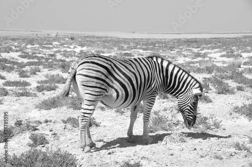 A lonely Zebra in the dry Kalahari desert in Etosha National Park
