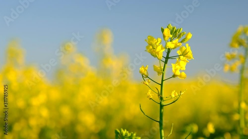 Colorful field of blooming rapes