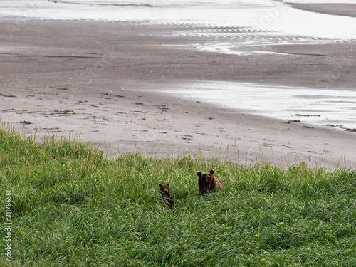 Bears