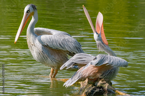 Pelikany