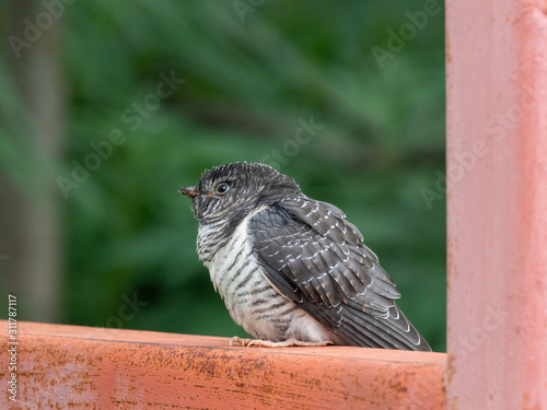 Cockoo