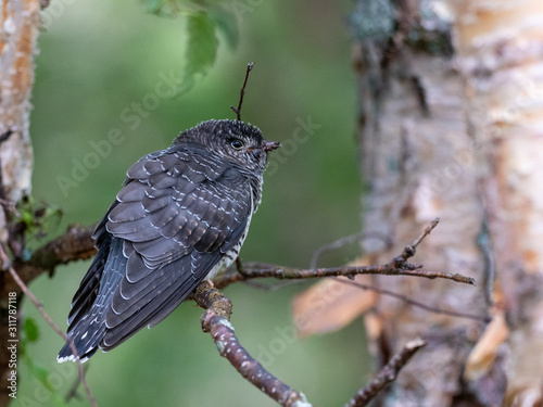 cuckoo