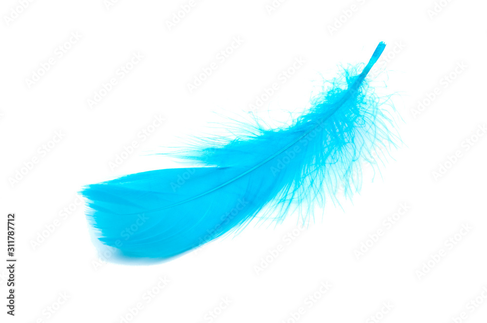 Blue fluffy feather soft isolated on the white studio background Blue fluffy feather soft isolated on the white studio background
