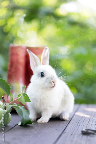 rabbit and Apple