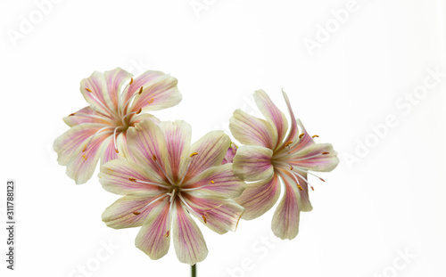 fiori bianchi e rosa di lewisia photo