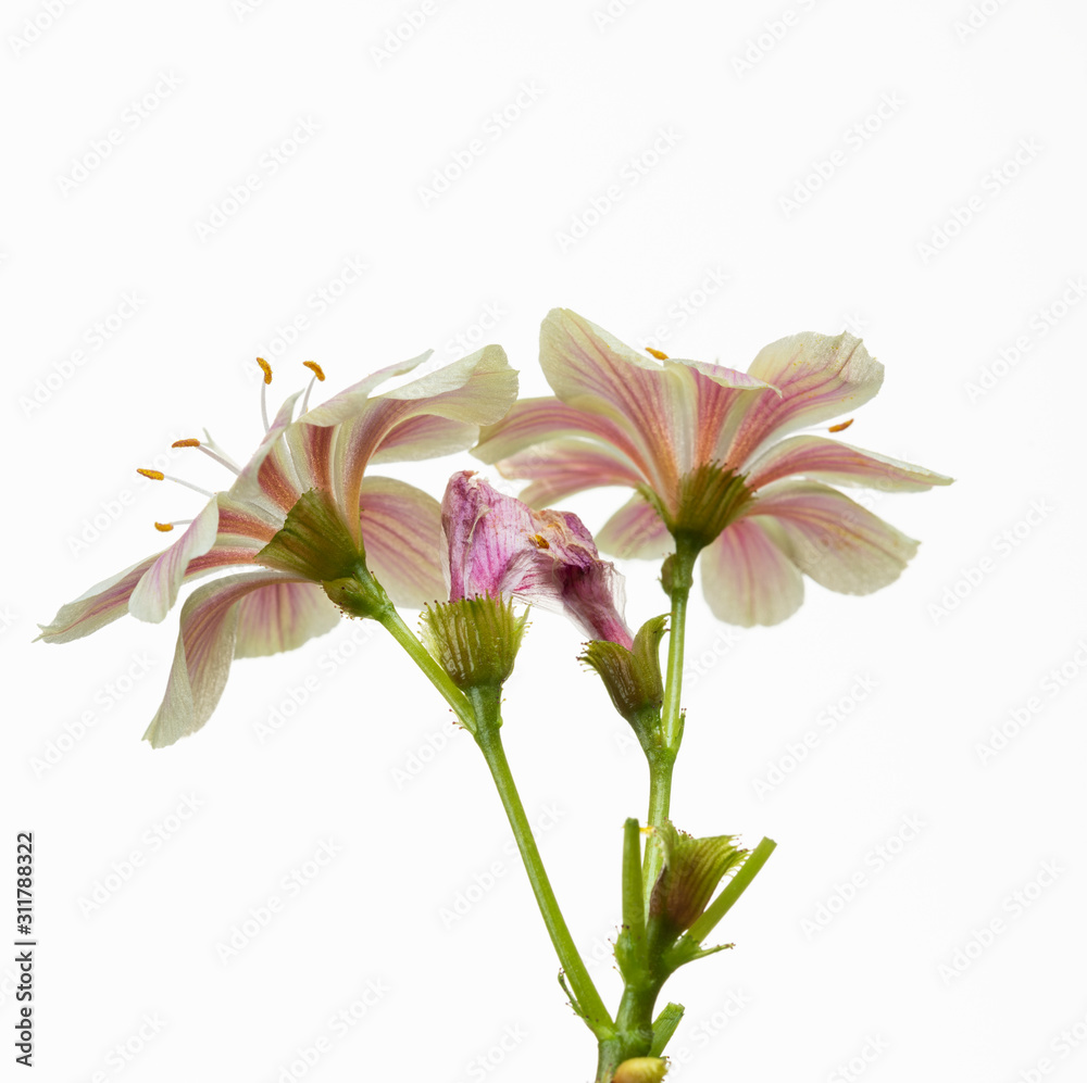 fiori bianchi e rosa di lewisia fiori bianchi e rosa di lewisia