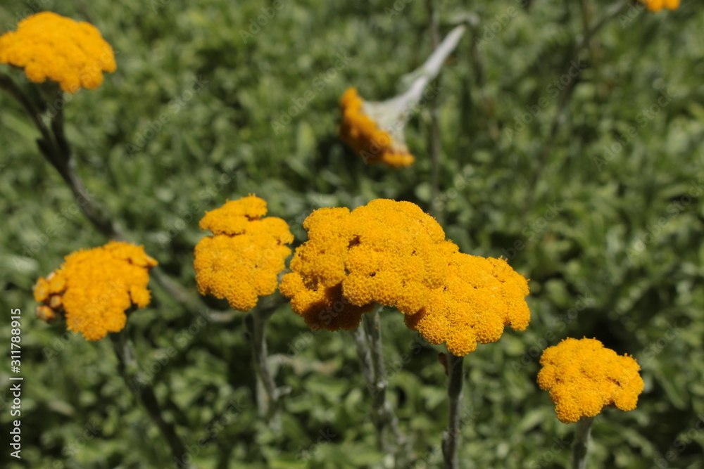 Yellow Yellow