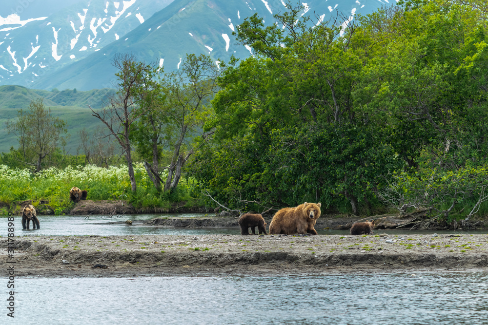 Ruling the landscape, brown bears of Kamchatka (Ursus arctos beringianus) Ruling the landscape, brown bears of Kamchatka (Ursus arctos beringianus)