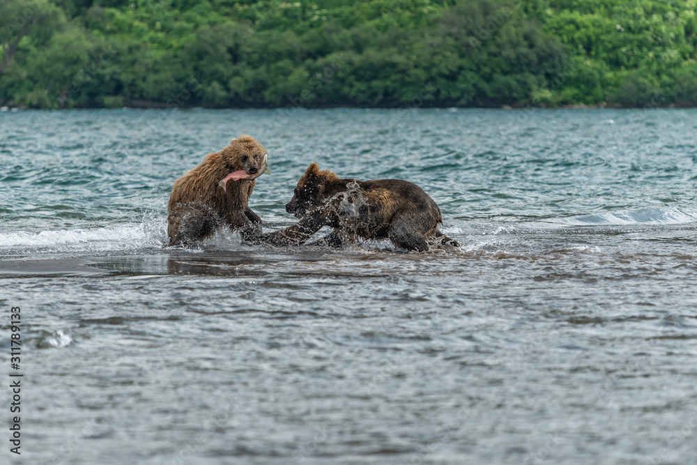 Ruling the landscape, brown bears of Kamchatka (Ursus arctos beringianus) Ruling the landscape, brown bears of Kamchatka (Ursus arctos beringianus)