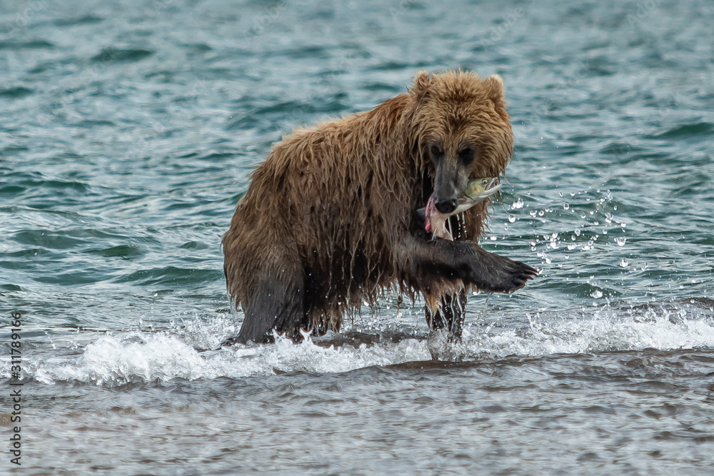 Ruling the landscape, brown bears of Kamchatka (Ursus arctos beringianus) Ruling the landscape, brown bears of Kamchatka (Ursus arctos beringianus)
