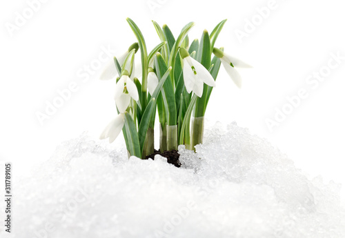 Snowdrops and Snow.
