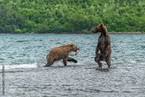 Wallpaper Mural Ruling the landscape, brown bears of Kamchatka (Ursus arctos beringianus) Torontodigital.ca