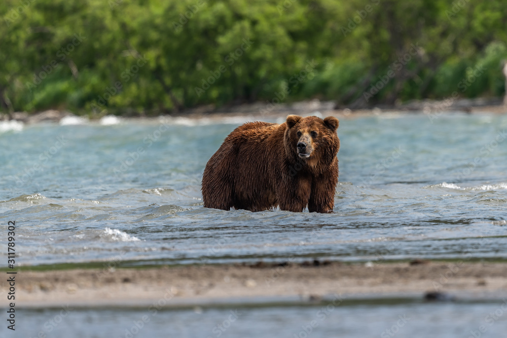 Ruling the landscape, brown bears of Kamchatka (Ursus arctos beringianus) Ruling the landscape, brown bears of Kamchatka (Ursus arctos beringianus)
