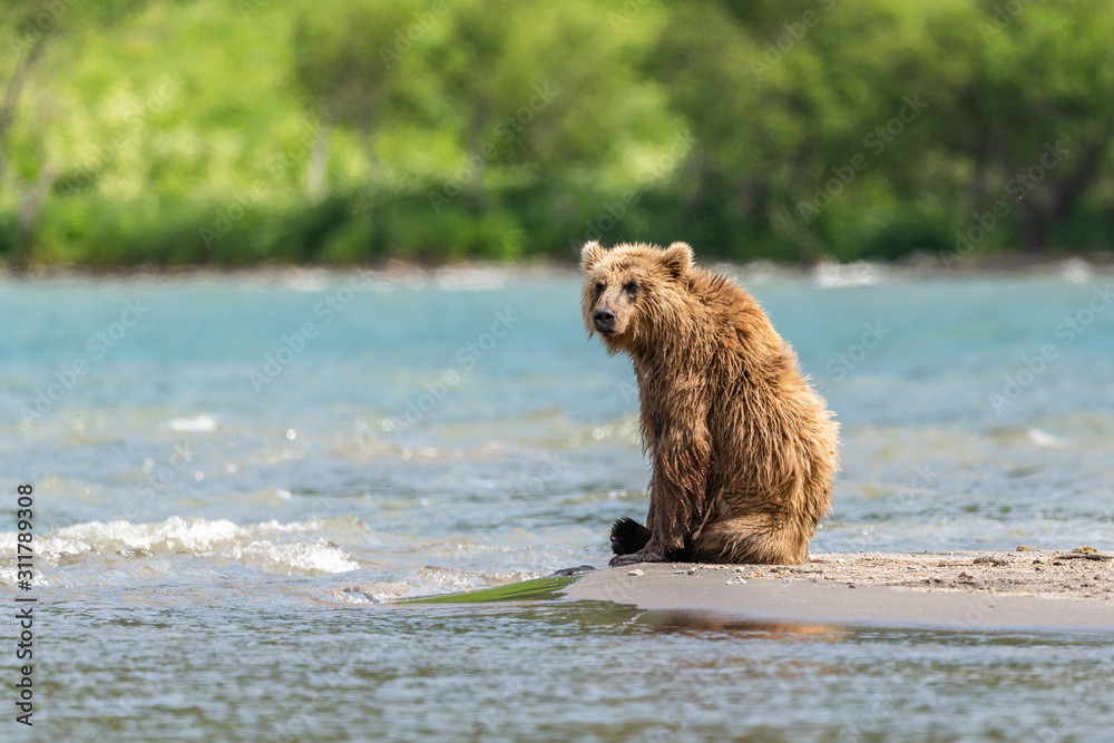 Obraz premium Ruling the landscape, brown bears of Kamchatka (Ursus arctos beringianus)