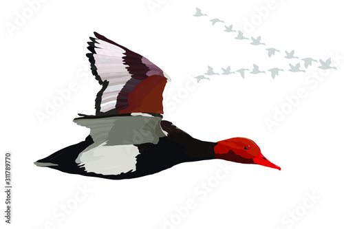 Flying duck. Realistic Vector image. White background. Common Duck: Red crested Pochard. Netta rufina.