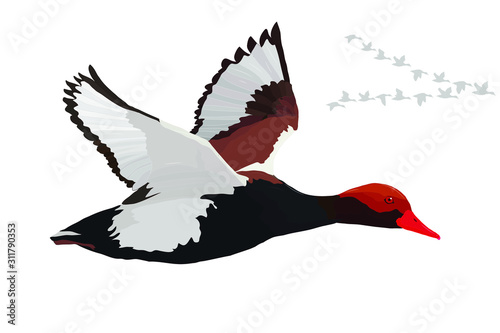 Flying duck. Realistic Vector image. White background. Common Duck: Red crested Pochard. Netta rufina.