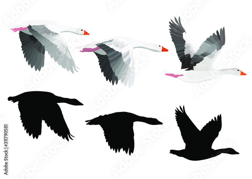 Flying Gooses. Vector image. White background. 