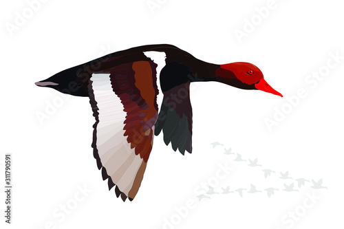 Flying duck. Realistic Vector image. White background. Common Duck: Red crested Pochard. Netta rufina.