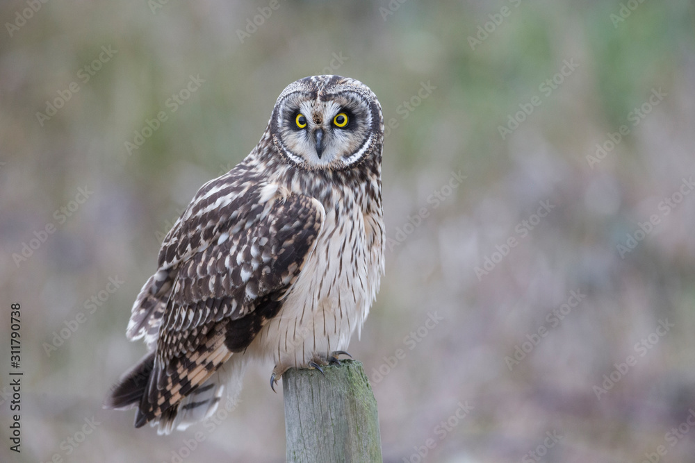 Obraz premium Short eared owl