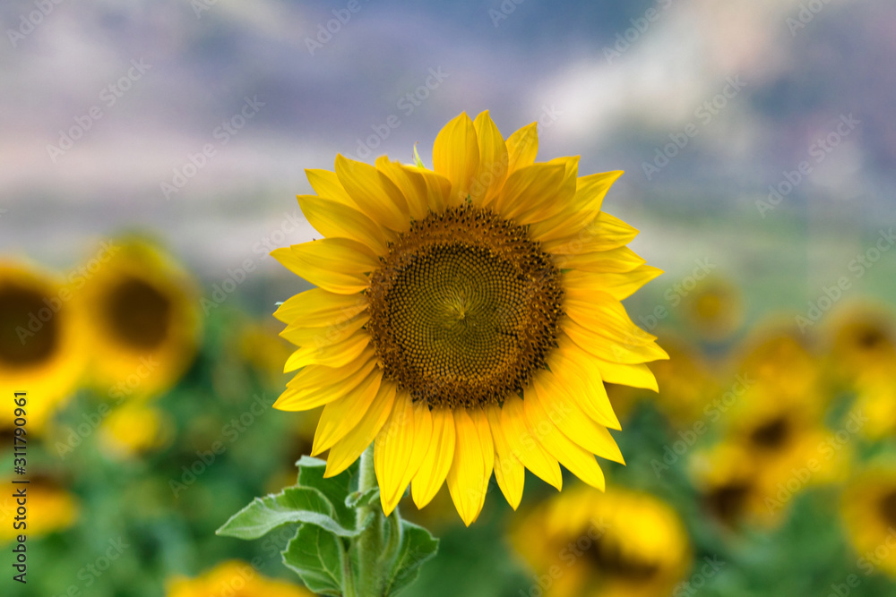 Hypnotic , intense yellow single sunflower bloom in a field of Sunflowers. Hypnotic , intense yellow single sunflower bloom in a field of Sunflowers.