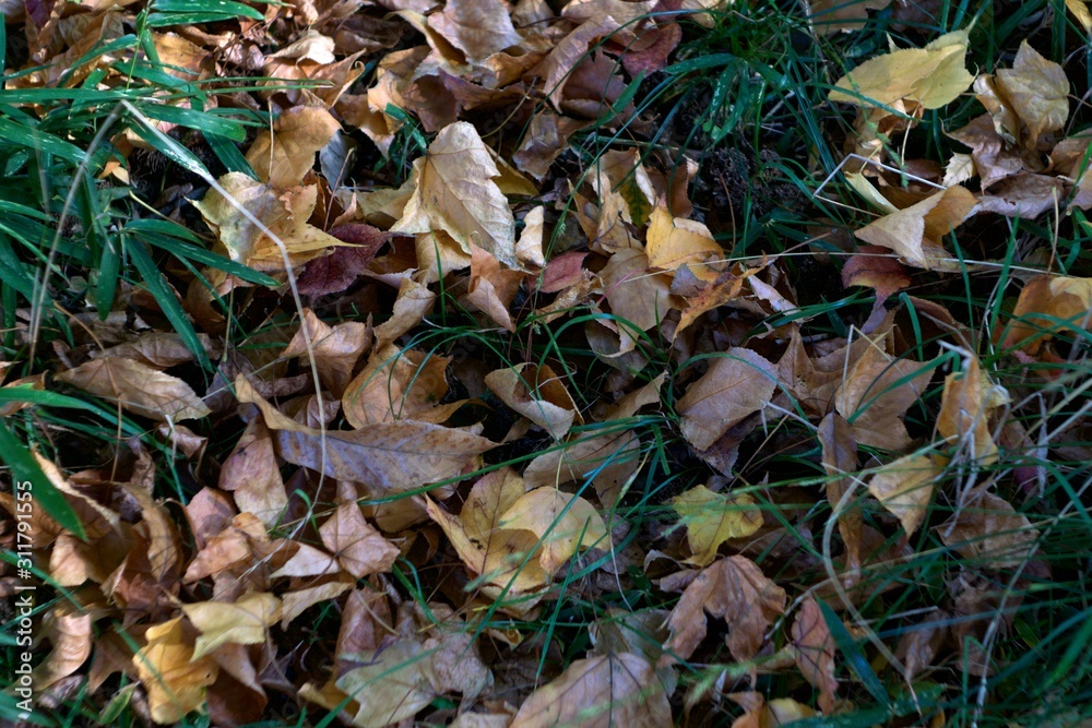 Fallen leaves Fallen leaves